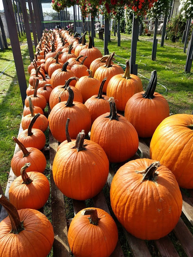 Why We Sell Pumpkins and Decorate for Halloween